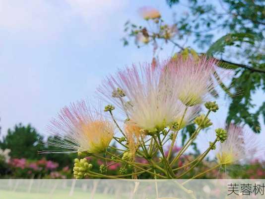 芙蓉树-第3张图片-七天装修网