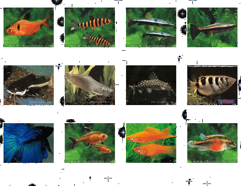 淡水观赏鱼的种类-第2张图片-七天装修网