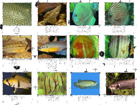 淡水观赏鱼的种类-第3张图片-七天装修网