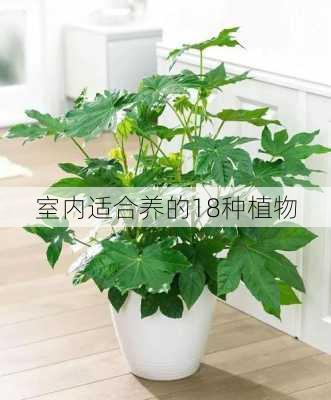 室内适合养的18种植物