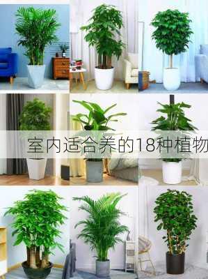 室内适合养的18种植物-第2张图片-七天装修网