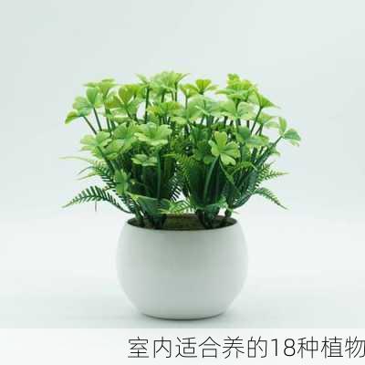 室内适合养的18种植物-第3张图片-七天装修网