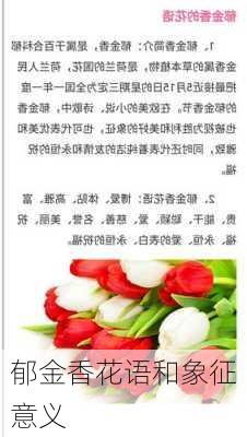 郁金香花语和象征意义